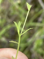 Githopsis diffusa filicaulis