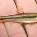 River Chub - Photo (c) Emilio Concari, some rights reserved (CC BY-NC), uploaded by Emilio Concari