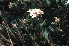 Pimelea alpina