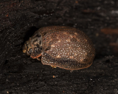 Paropsis tasmanica
