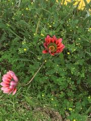 Gazania × splendens