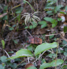 Clematis ochroleuca