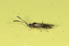 Ambositrinae