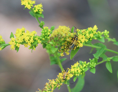 Solidago sphacelata