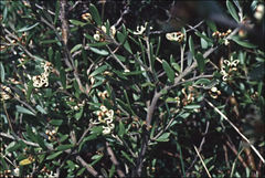 Grevillea australis
