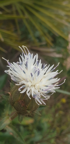 Carduncellus dianius, photograph 4