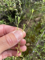 Githopsis diffusa filicaulis