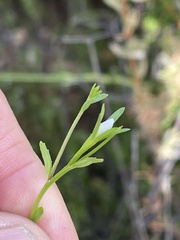 Githopsis diffusa filicaulis