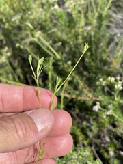 Githopsis diffusa filicaulis