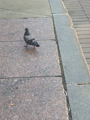 Columba livia domestica
