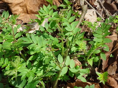 Polemonium reptans villosum