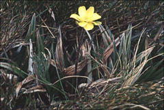 Ranunculus gunnianus