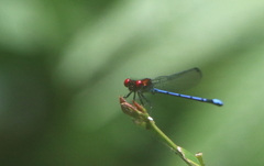 Argia cupraurea