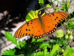Dione vanillae