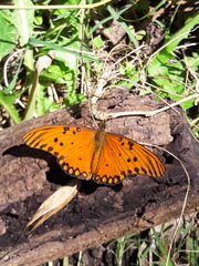 Dione vanillae