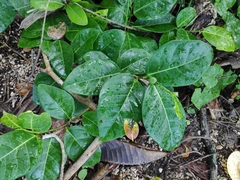 Ficus tinctoria