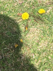 Taraxacum