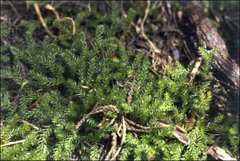 Austrolycopodium fastigiatum
