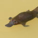 Platypus - Photo (c) Dash Huang, some rights reserved (CC BY-NC-SA)