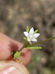 Githopsis diffusa filicaulis