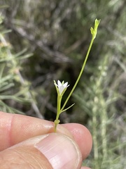 Githopsis diffusa filicaulis
