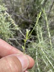Githopsis diffusa filicaulis