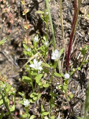 Githopsis diffusa filicaulis