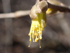 Dirca decipiens