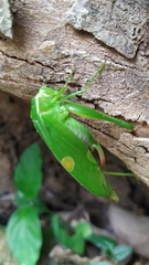 Isopsera denticulata
