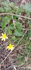 Ficaria verna