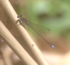 Argia indicatrix