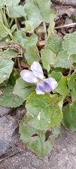 Viola