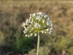Allium cepa
