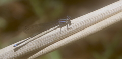 Argia indicatrix