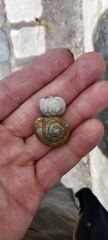 Cepaea