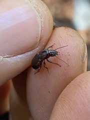 Pterostichus angustus