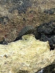 Chiton