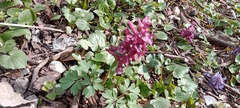 Corydalis solida