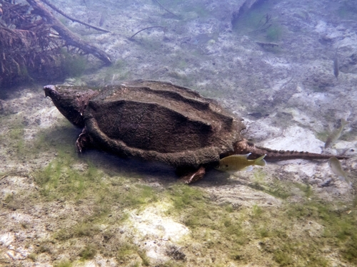 Alligator Snapping Turtle
