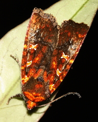 Perigea ignitincta