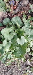 Alliaria petiolata