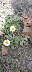 Bellis perennis