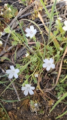 Nemophila menziesii integrifolia