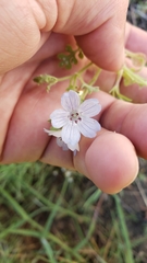 Nemophila menziesii integrifolia