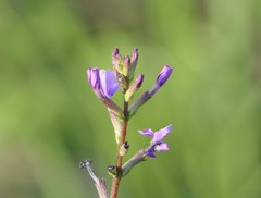 Buchnera floridana image