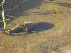 Hypostomus