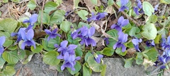 Viola odorata