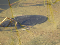 Hypostomus