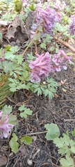 Corydalis solida