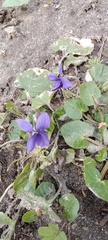 Viola odorata